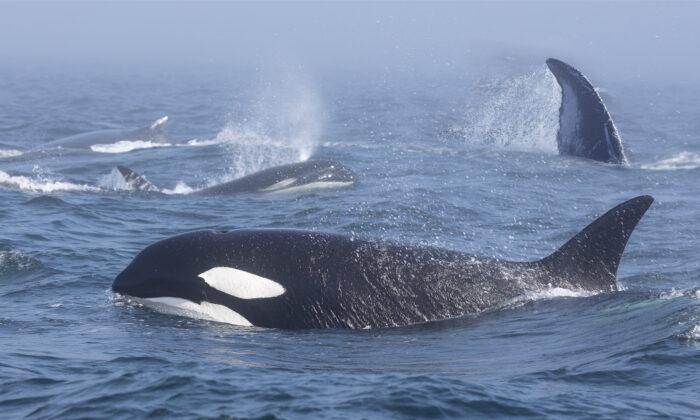 Pod of Orcas Clash With 2 Humpback Whales in a Rare, Hours-Long Encounter
