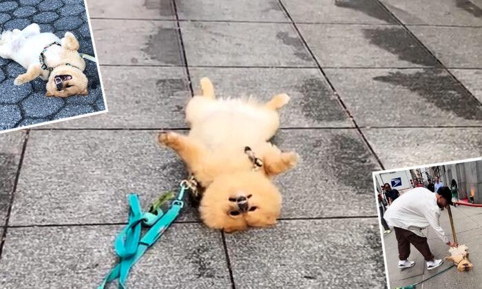 VIDEO: Dog Plays Dead on Busy NYC Streets, Seeking Belly Rubs From Strangers