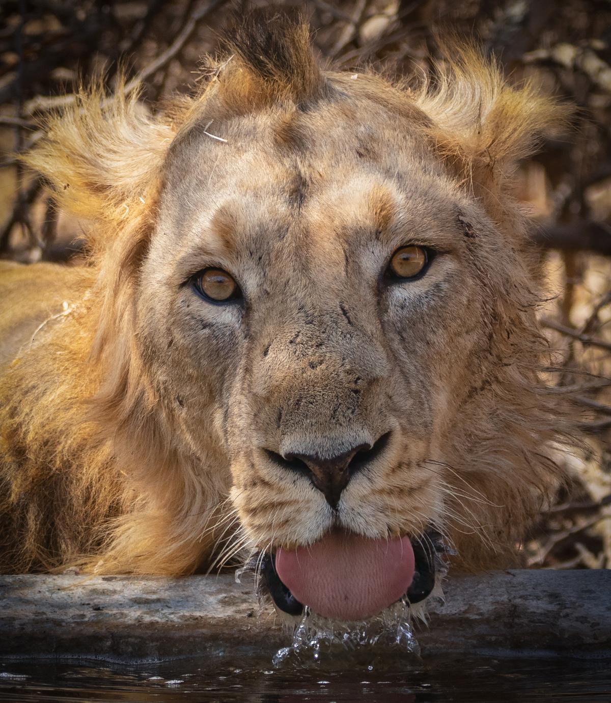 A thirsty Asiatic lion drinking water at Gir National Park, Gujarat. (Courtesy of <a href="https://www.instagram.com/hardik_shelat_photography/">Hardik Shelat</a>)