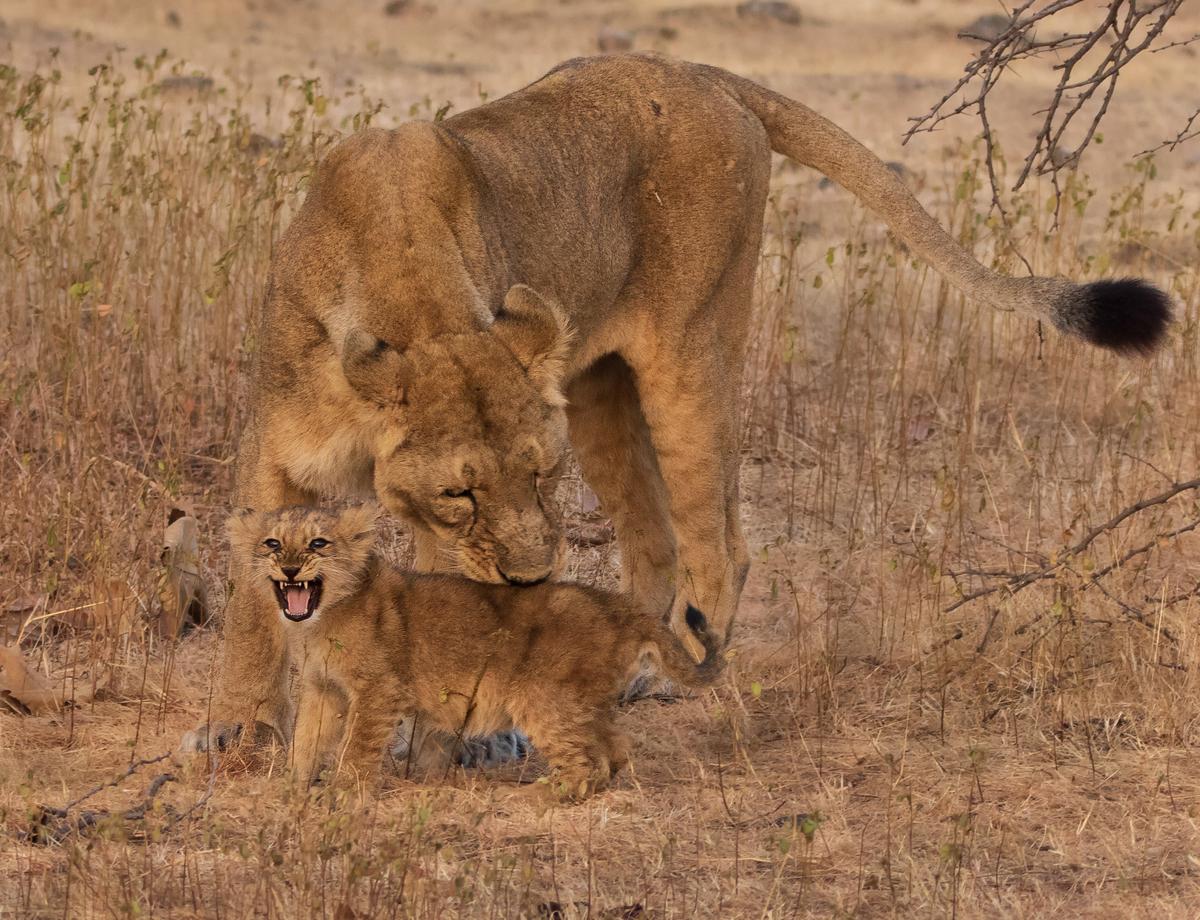 A lion cub with its mother at Gir National Park. (Courtesy of <a href="https://www.instagram.com/hardik_shelat_photography/">Hardik Shelat</a>)
