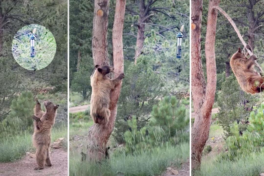Mama Bear Performs Acrobatics to Get Food From Bird Feeder for Her 2 Cubs—And the Video Is Unbelievable