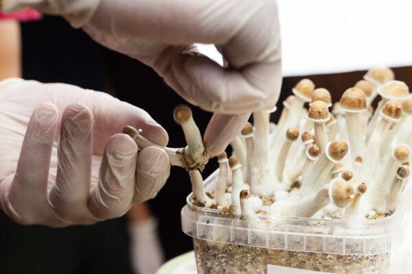 The sale, distribution, and possession of so-called magic mushrooms—which contain the hallucinogen psilocybin—are illegal in Canada, but there has been little uniformity in how police services deal with dispensaries selling them. (Moha El-Jaw/Shutterstock)