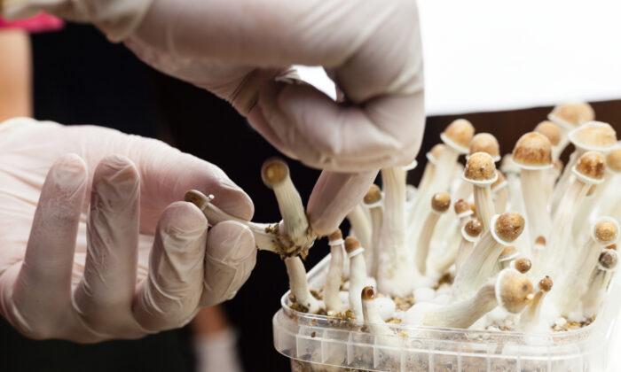 Australia Unveils First Psychedelic Clinic Treating Depression with Magic Mushrooms