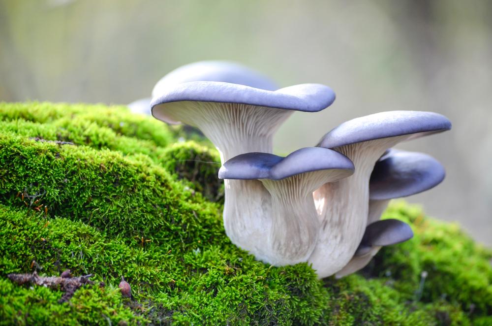Different mushroom varieties grow better or worse depending on your geographical location's climate, so be sure to research your options before getting started. (LeManilo/Shutterstock)
