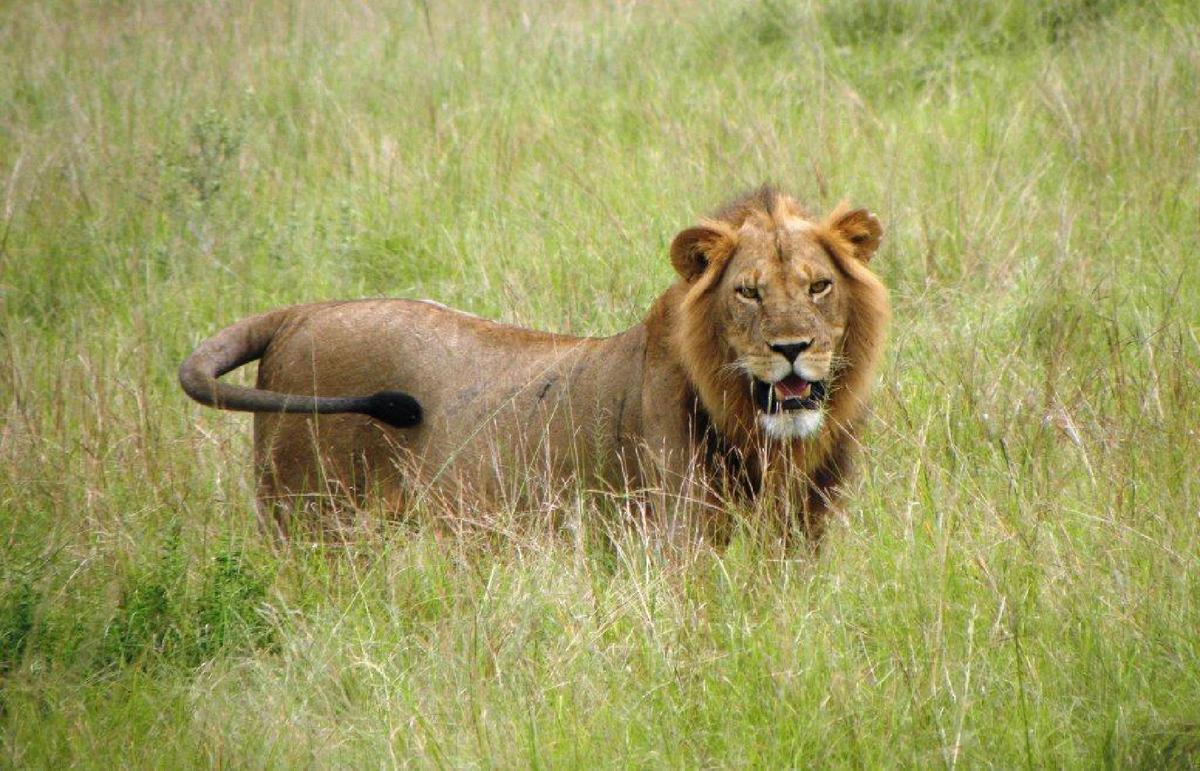 A male lion is spotted during an African safari. (Photo courtesy of Fyllis Hockman.)