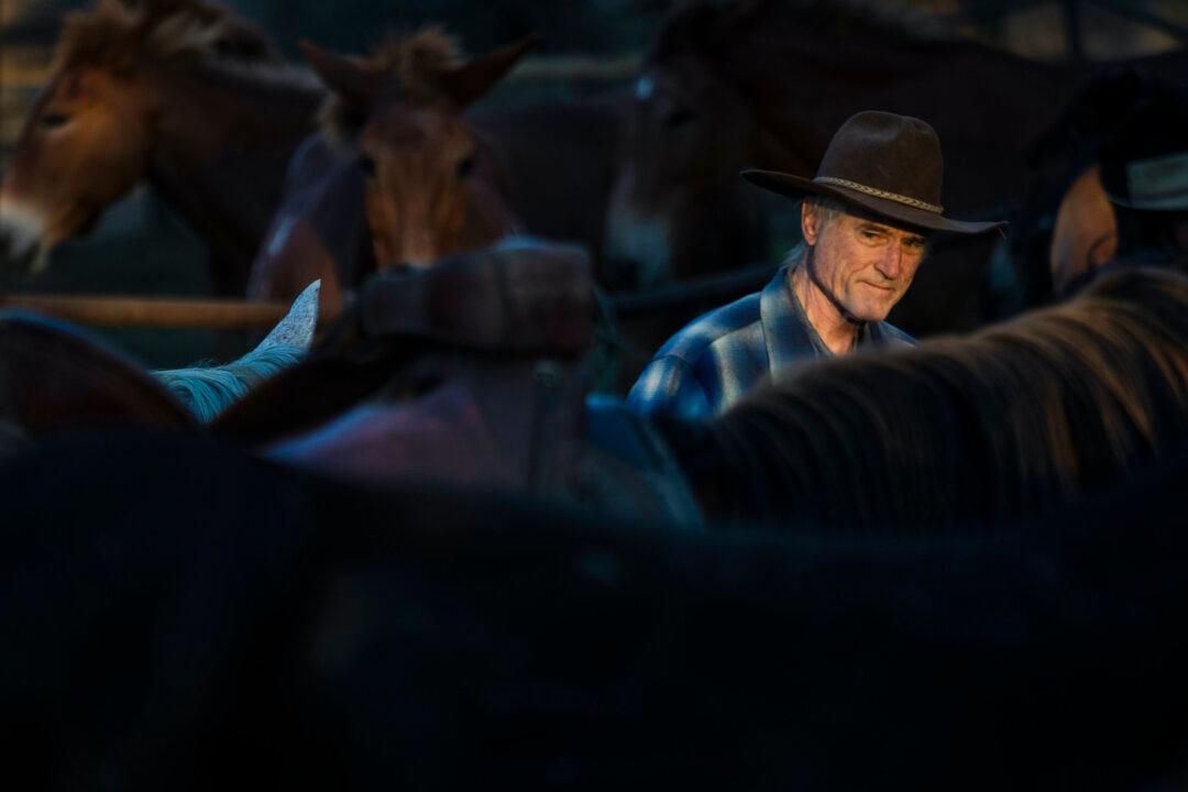 As a Young Man, I Traveled the High Sierra by Mule. After 59 Years, I Tried It Again