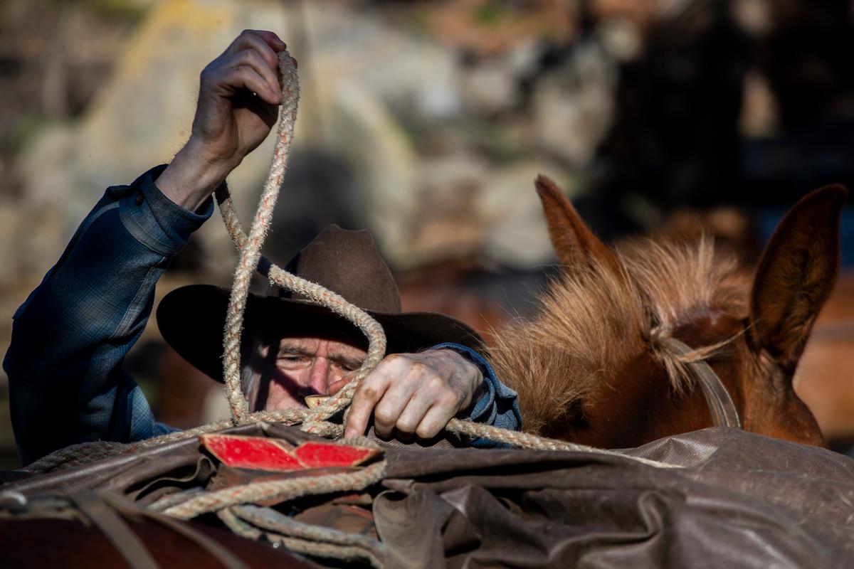 Los Angeles Times reporter Doug Smith ties up packs on a mule, using a knot he learned as a teenager working at the Golden Trout Pack Station in the 1960s, on July 6, 2022, in Sequoia National Forest, Calif. (Courtesy of Brian van der Brug/Los Angeles Times/TNS)