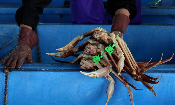 Alaskan Snow Crab Fishery Closed as Canada, Russia Report Bumper Harvests
