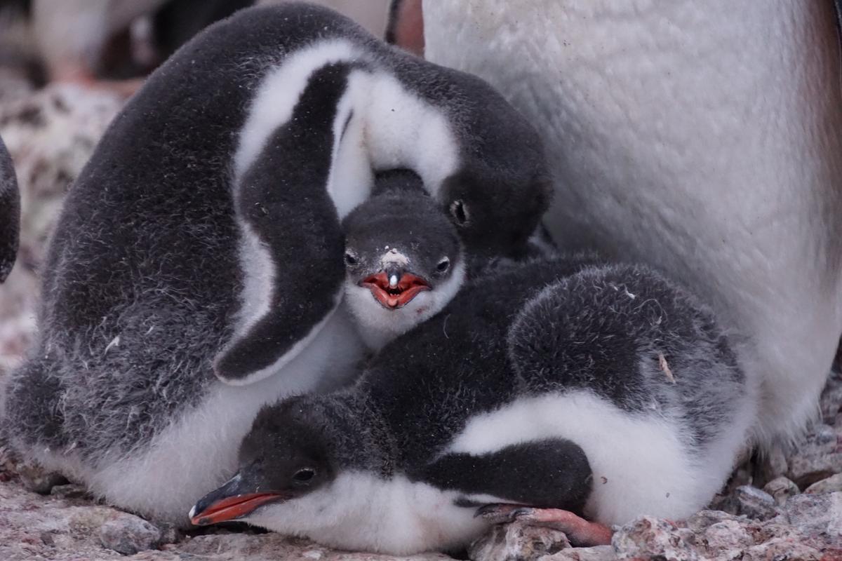 Gentoo penguin nestlings sighted near the post office in Port Lockroy. (Courtesy of <a href="https://ukaht.org/">UK Antarctic Heritage Trust</a>)