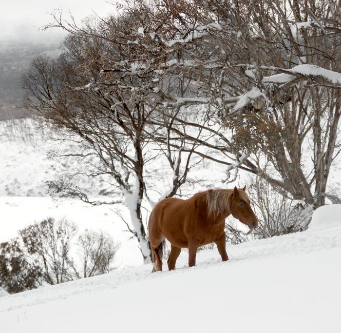 Thousands of Kosciuszko Brumbies Face Cull After Heritage Protections Removed