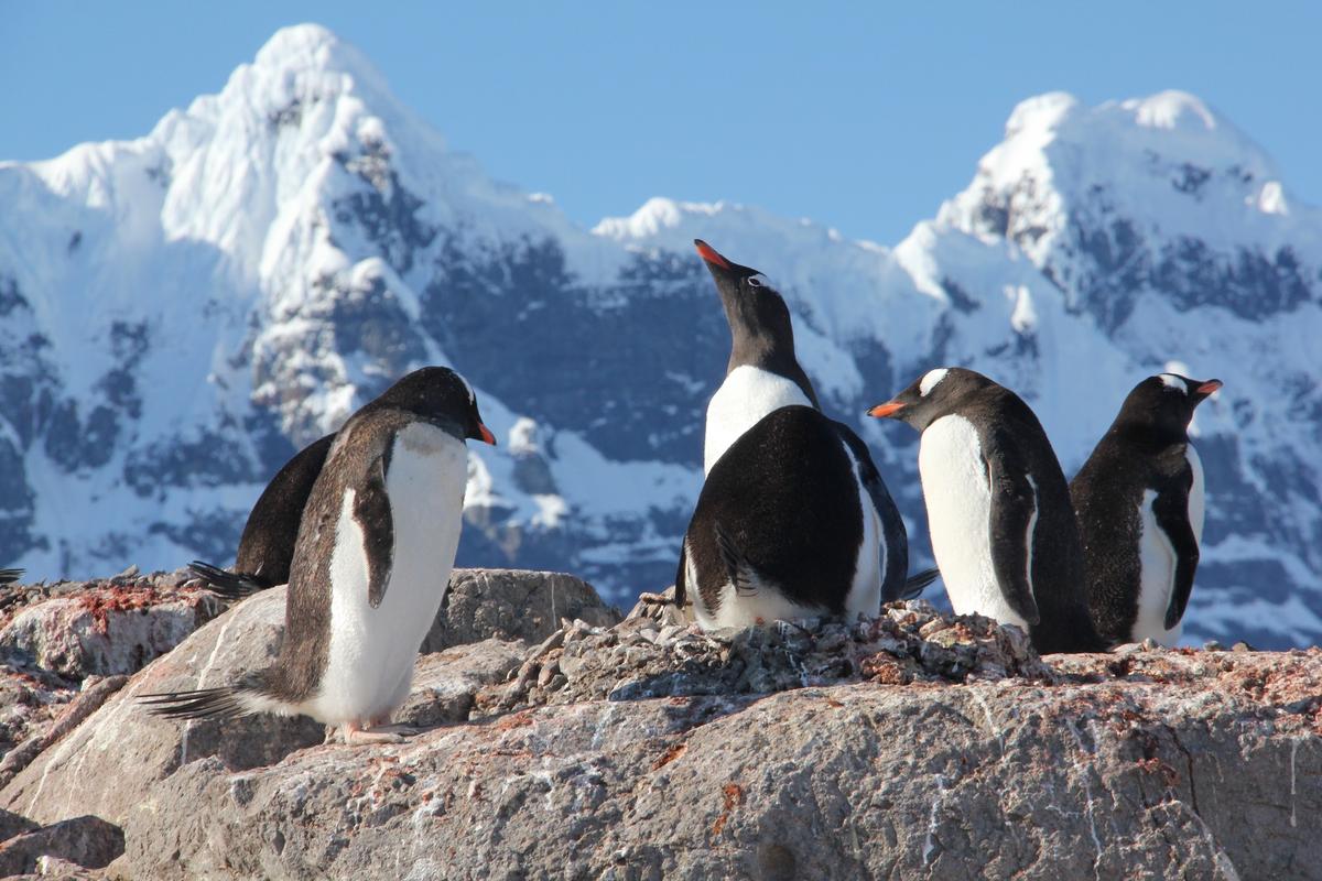 Gentoo penguins on the rocky shores of Goudier Island, Antacrtica. (Courtesy of <a href="https://ukaht.org/">UK Antarctic Heritage Trust</a>)
