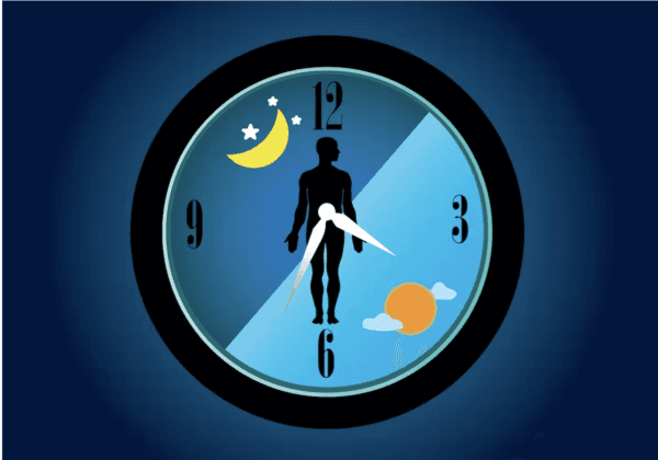 <span class="caption">Our internal body clocks control all our body’s functions. </span>(kanyanat wongsa/Shutterstock)