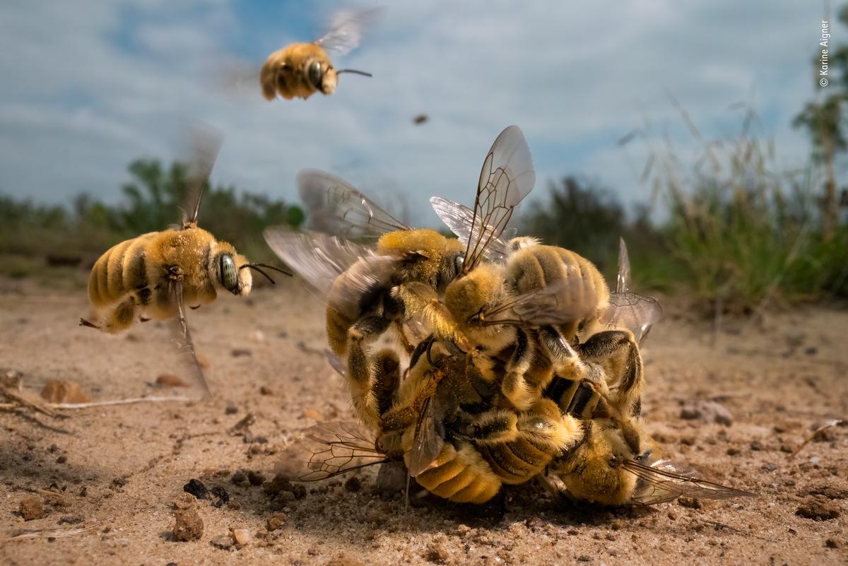 The Big Buzz by Karine Aigner. (Karine Aigner/<a href="http://www.nhm.ac.uk/wpy">Wildlife Photographer of the Year</a>)