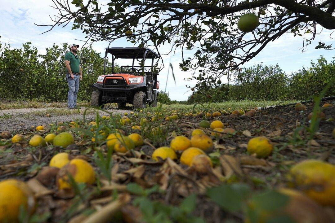 Report: Hurricane Ian Farm Loss Could Reach $1.56 Billion