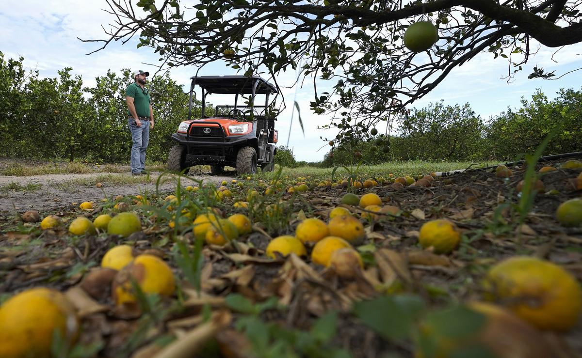 Report: Hurricane Ian Farm Loss Could Reach $1.56 Billion