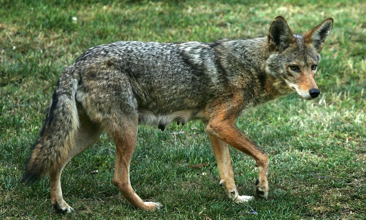 Pack of Coyotes Surrounds Dog Walker in Massachusetts