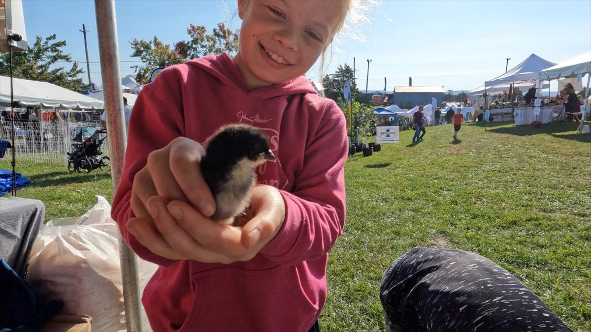 A young child holds a chick. (Courtesy of Homesteaders of America)