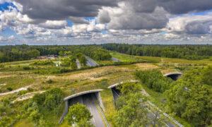 Wildlife Crossings Over Highways Save Human Lives, Too