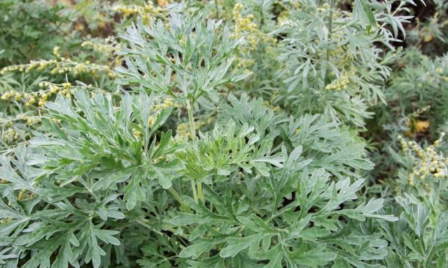  Wormwood is a plant that grows above the ground. (Shutterstock)