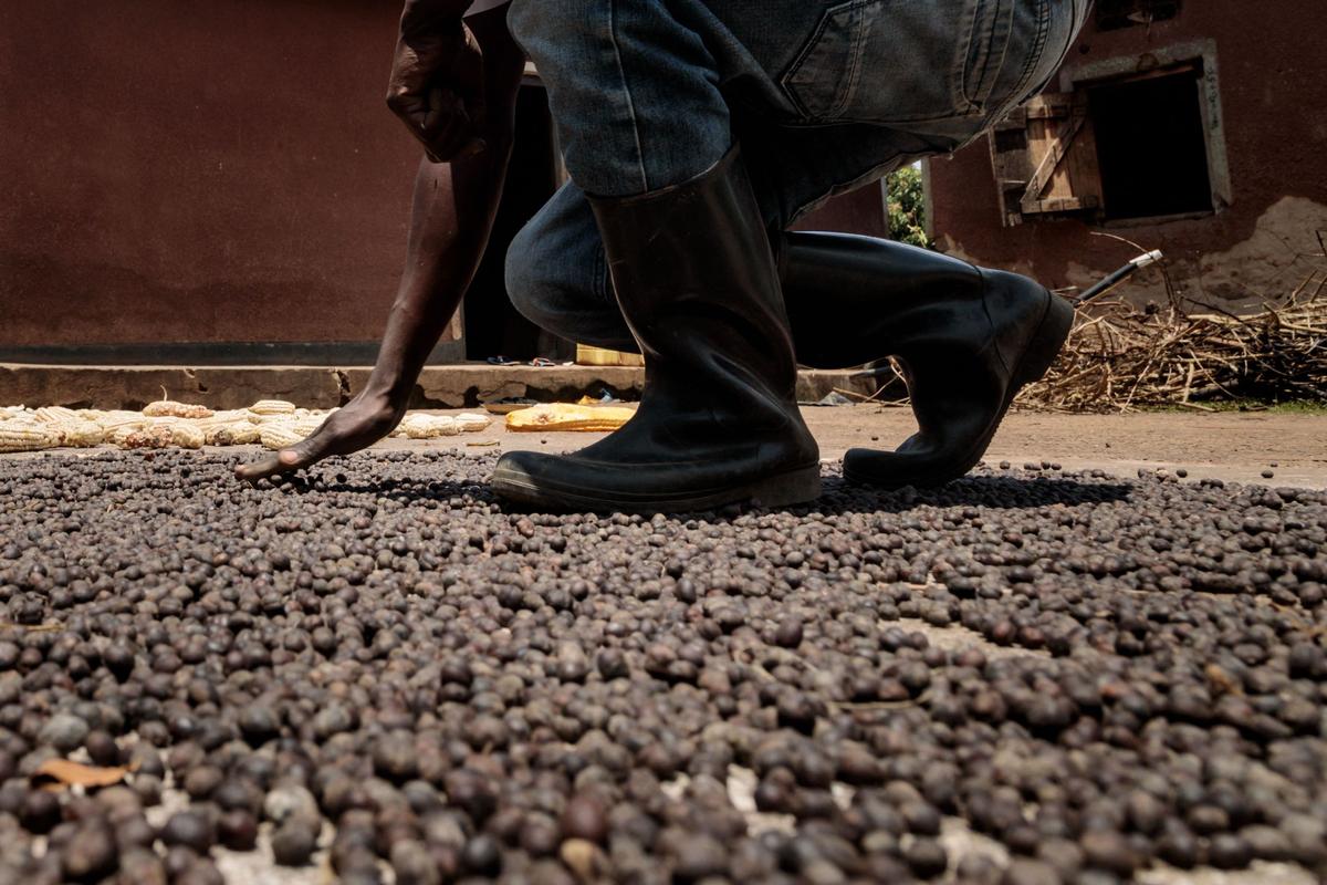 Uganda Says Coffee Exports Down 14 Percent Year-Over-Year Due to Drought