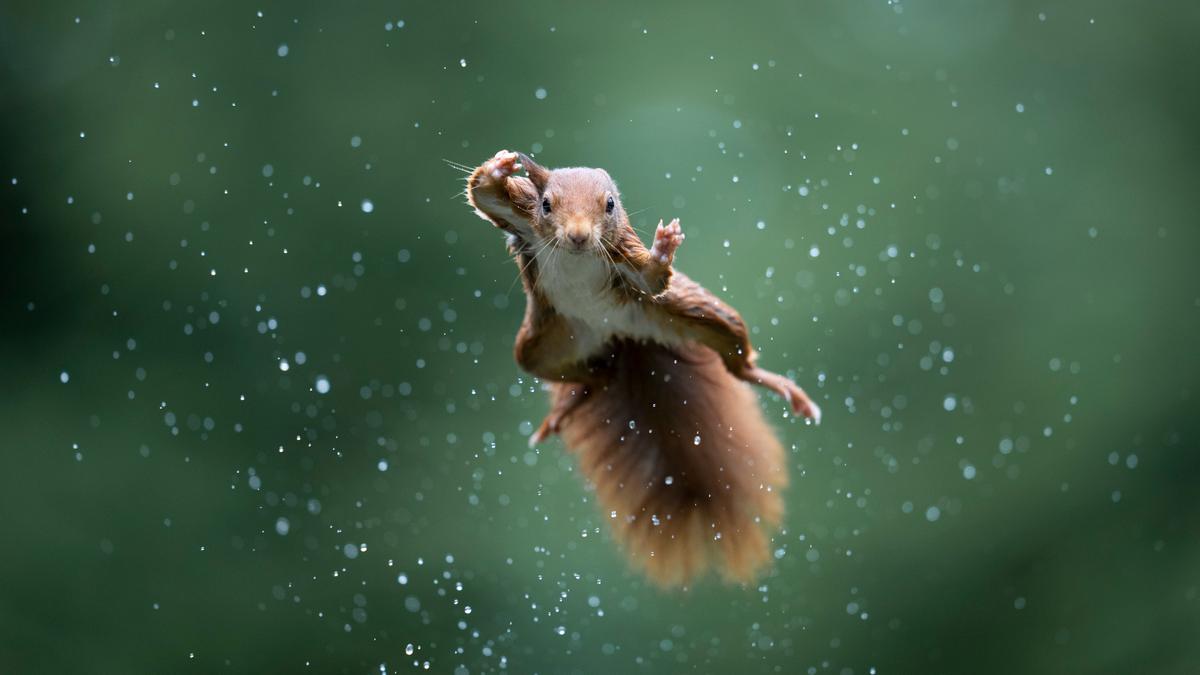 "Jumping Jack": A red squirrel jumps during a rainstorm. (Courtesy of Alex Pansier)