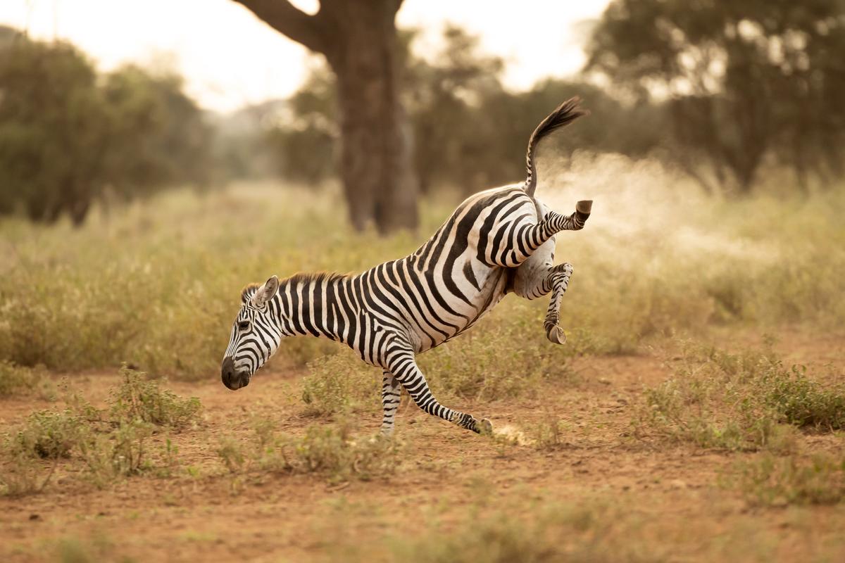 "Buck-a-roo!": A zebra does a great impression of the 80s children's game Buck-a-roo. It also looks like its been "fart-powered." (Courtesy of Vince Burton)