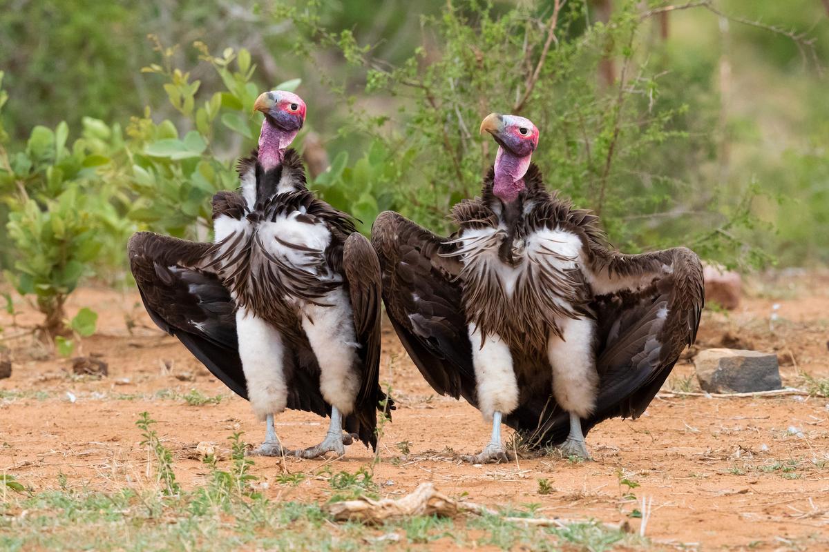 "Maniacs": Lappet-faced vultures in display. (Courtesy of Saverio Gatto)