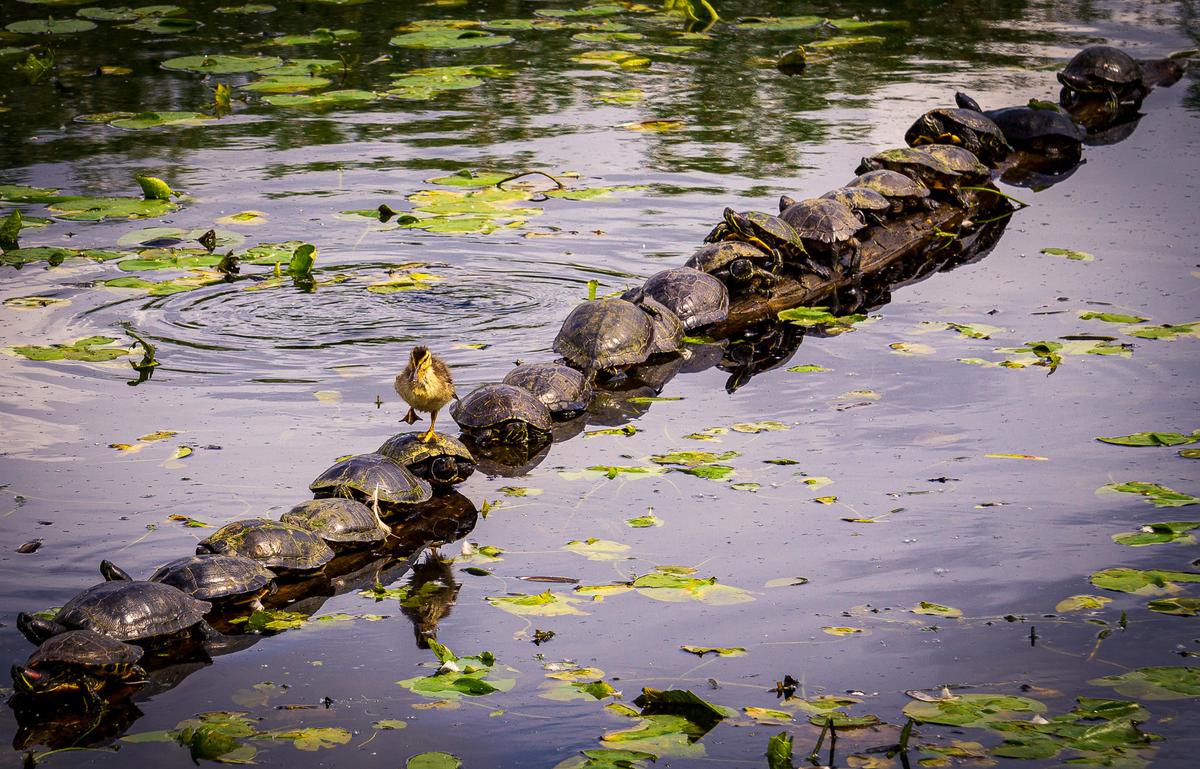 "Excuse Me ... Pardon Me!" A duckling walking/ waddling across a turtle covered log at the Juanita wetlands; the duckling fell off after a few turtle crossings; it was cute. (Courtesy of Ryan Sims)