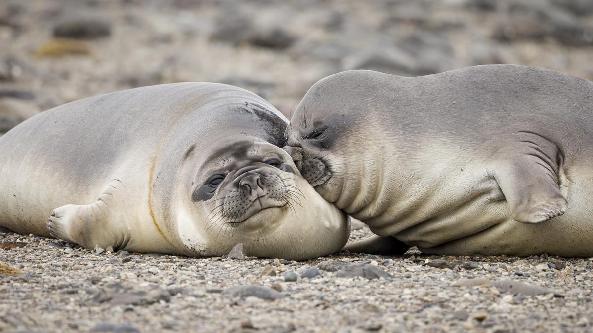 "Uncomfortable Pillow": These elephant seal weaners were practicing their jousting skills for many minutes before they collapsed in exhaustion. One looks to be resting far more comfortably than the other! (Courtesy of Andrew Peacock)