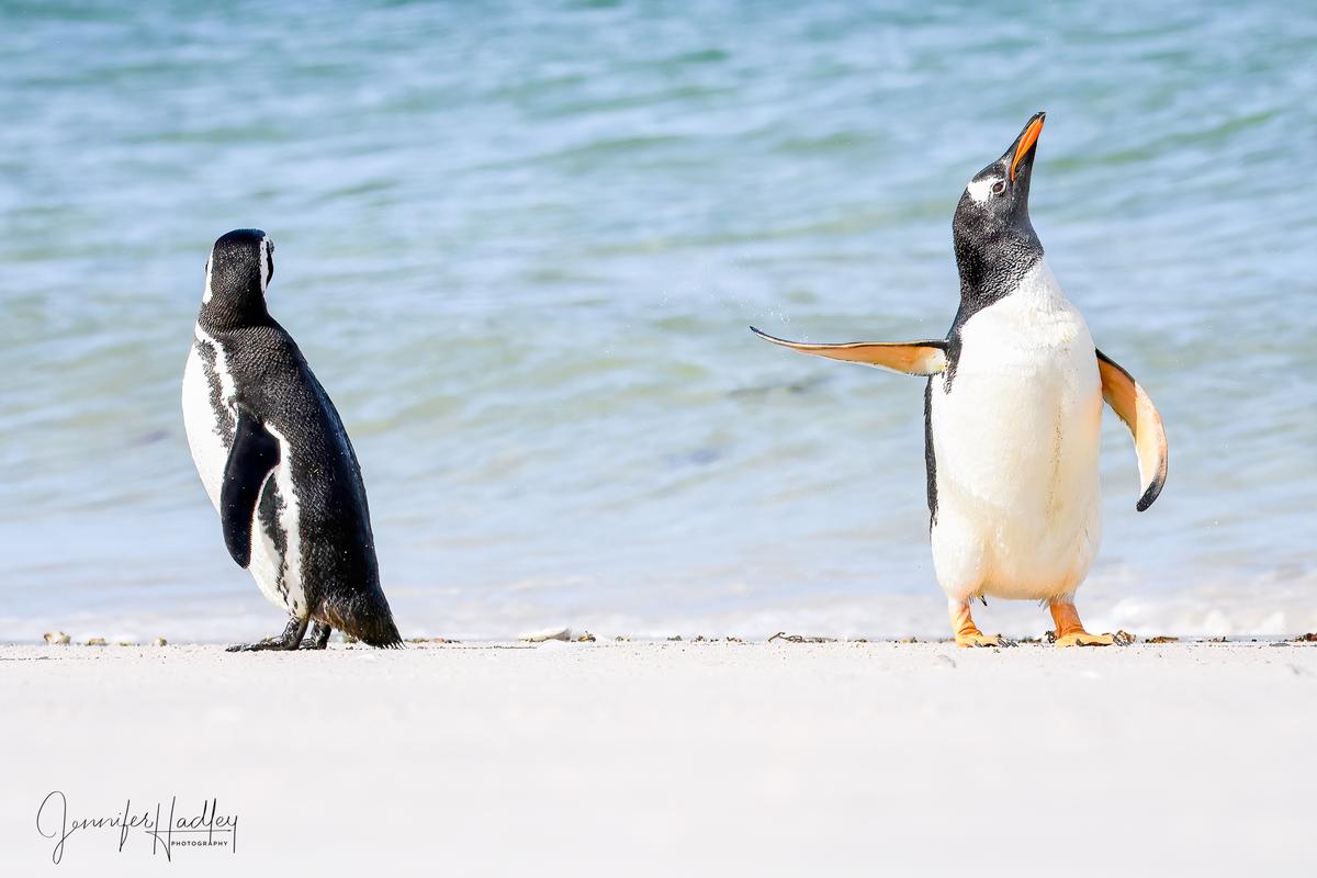"Talk To The Fin!" This was shot on the Falkland Islands. These two gentoo penguins were hanging out on the beach when one shook himself off and gave his mate the snub. (Courtesy of Jennifer Hadley)