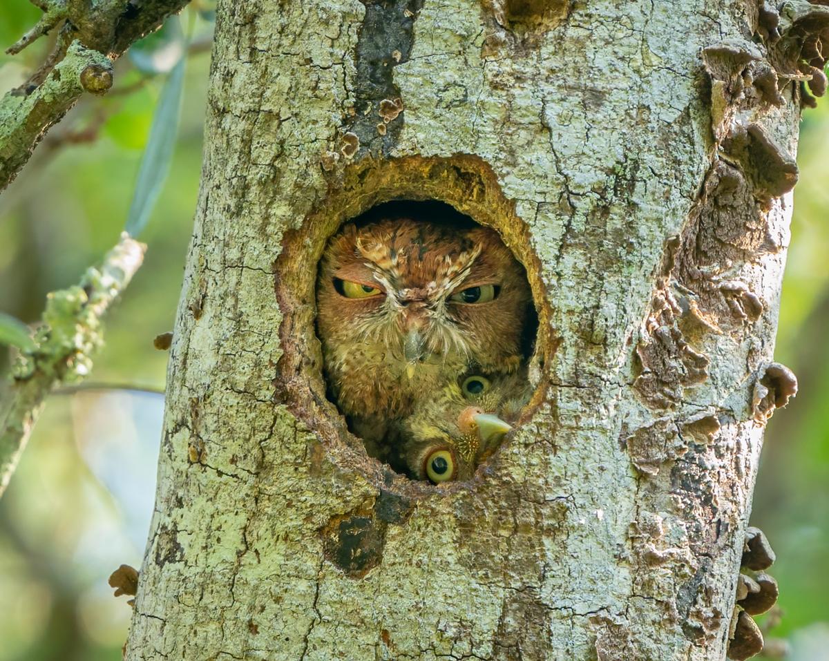 "Tight Fit!" I was going to see and photograph this eastern screech owl nest in a local park in Florida. One morning, a few days before the two owlets fledged, one owlet tried to squeeze into the nest hole with Mom, maybe to see the outside world for the first time. It was hilarious and I was glad I was there that morning to photograph it. The moment lasted only a few seconds as Mom didn't seem very happy with the arrangement. Check out the expression on her face. (Courtesy of Mark Schocken)