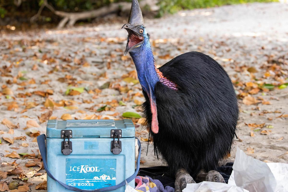 "Your Picnic's Mine!" When this Southern Cassowary sat confidently down on a picnic blanket, it scared all of the picnickers away and start eating up the fish and chips that were laid out before it. I captured this photo just as this cassowary swallowed some food, lending the bird a cheeky and mischievously satisfied look! Cassowaries, touted as the ‘most dangerous bird in the world’, roam the beachfront of Etty Bay on most afternoons, raiding picnics and frightening many unaware tourists. Armed with dagger-like claws and often being territorial and aggressive towards intruders, cassowaries command respect and most people keep a safe distance from them. I spent several days photographing and documenting their behaviour at Etty Bay, where these wild birds regularly come into contact with humans and have become comfortable approaching people. Picnickers in this area often inadvertently attract these birds with food, however human food can have a negative effect on their health. Cassowaries are well known for being important seed dispersers in their rainforest ecosystems, and when their diet strays from natural seeds and fruits, their important seed dispersal role diminishes. (Courtesy of Lincoln Macgregor)