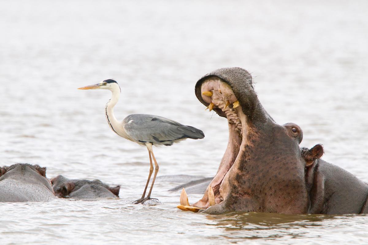"Misleading African Viewpoints 2": Hippo yawning next to a heron standing on the back of another hippo. (Courtesy of Jean-Jacques Alcalay)