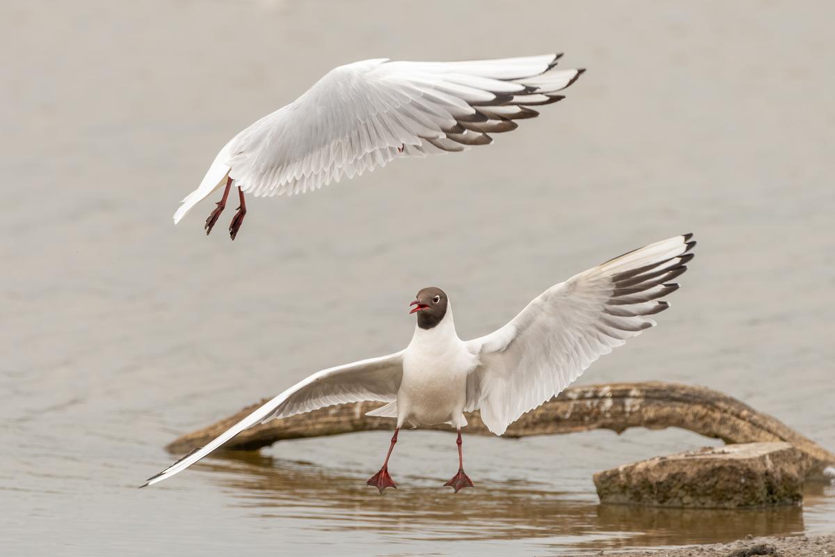 "Do You Have a Moment to Talk About Our Lord and Saviour, T-Rex?" Two black-headed gulls squabbling over territory during the breeding season, at RSPB Minsmere, Suffolk. (Courtesy of Alex Cooper)