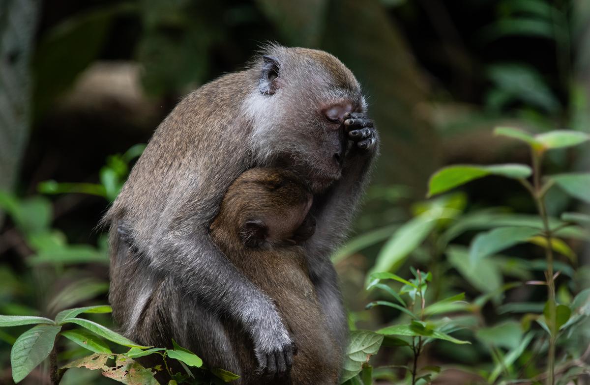 "Mum Life": A baby long-tailed macaque clings on to its weary mother. (Courtesy of Sophie Hart)
