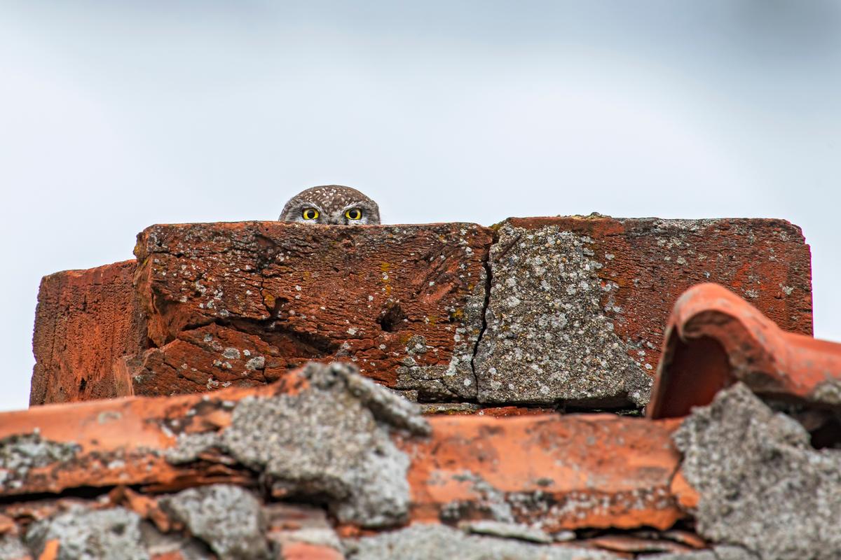 "You Can't See Me, Can You?" A little owl hides in the chimney of a collapsed house in Bulgaria. (Courtesy of Lukas Zeman)