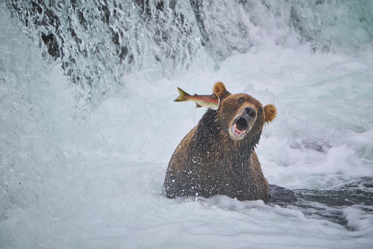 "Fight Back": This salmon decide to punch the bear in the face rather than be lunch. (Courtesy of John Chaney)