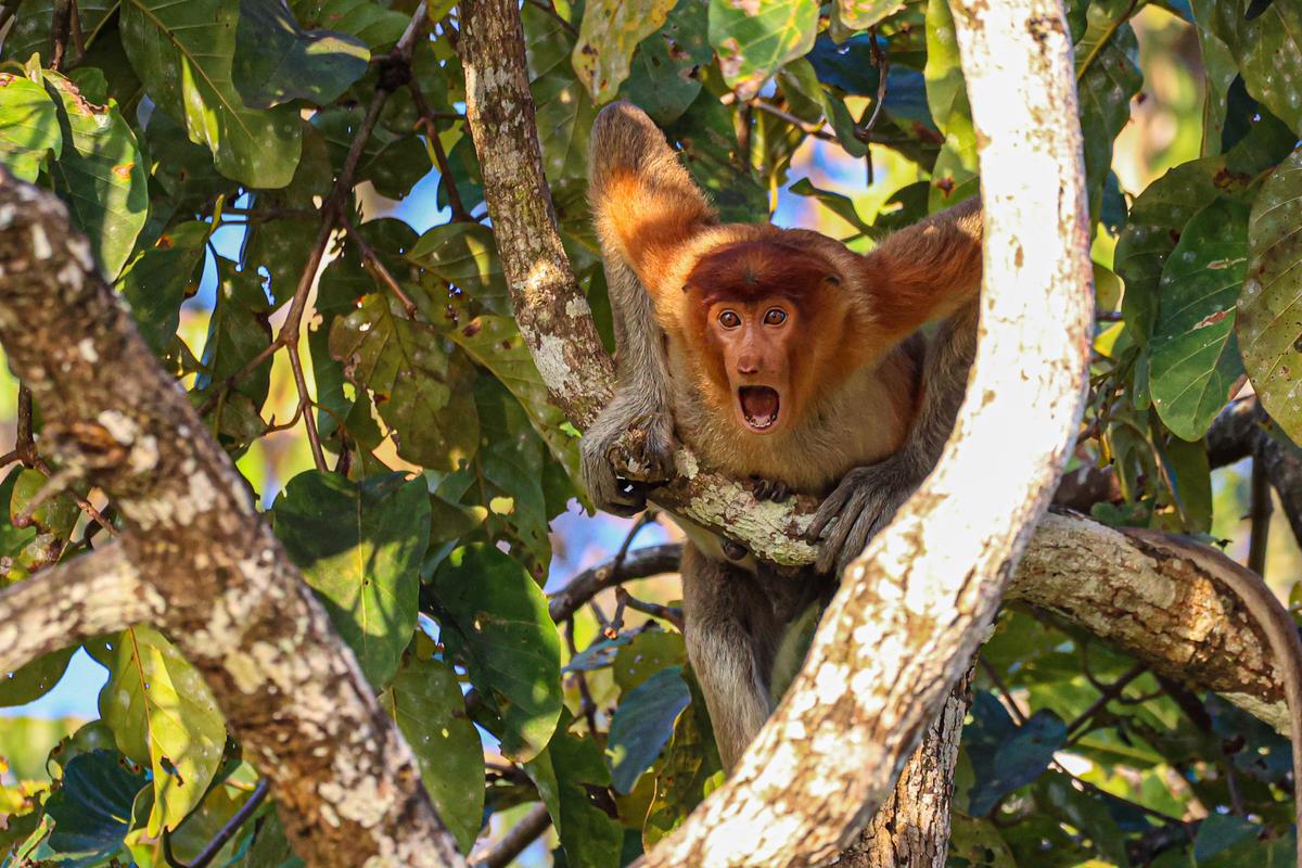 "Stop and Stare": After hearing Borneo's borders would reopen again in April 2022, I couldn't wait to visit and photograph some of the weird and wonderful wildlife on the island. After two years with no tourists it seemed like the wildlife was just as shocked to see me as I was to see them. This young proboscis monkey watched in amazement as I cruised by on the Kinabatangan River. (Courtesy of Andy Evans)