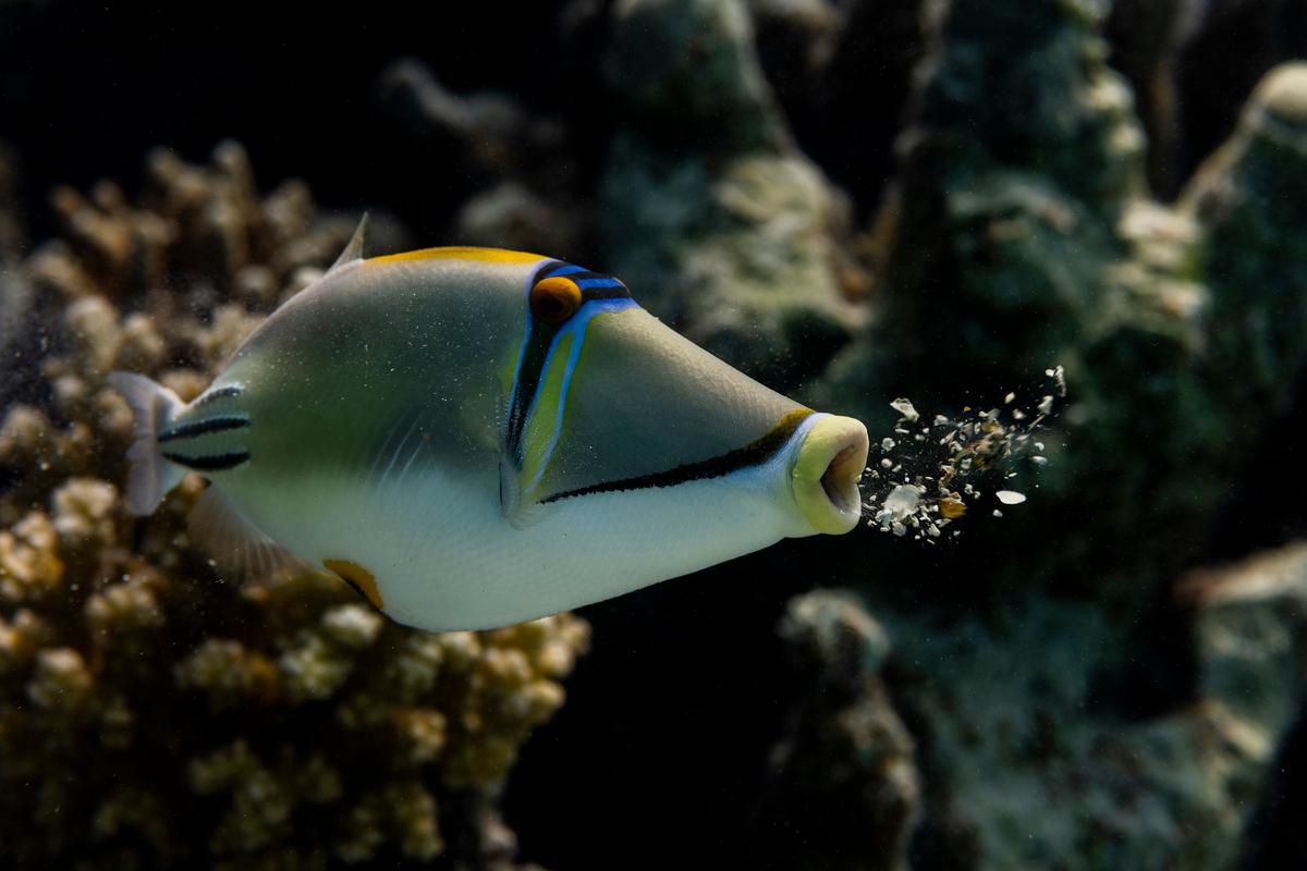 "Barf": This picture of a Picasso triggerfish was taken in Marsa Shagra, Egypt. The fish just vomited the coral residues that it picked up while nibbling on the coral. (Courtesy of Paul Eijkemans)
