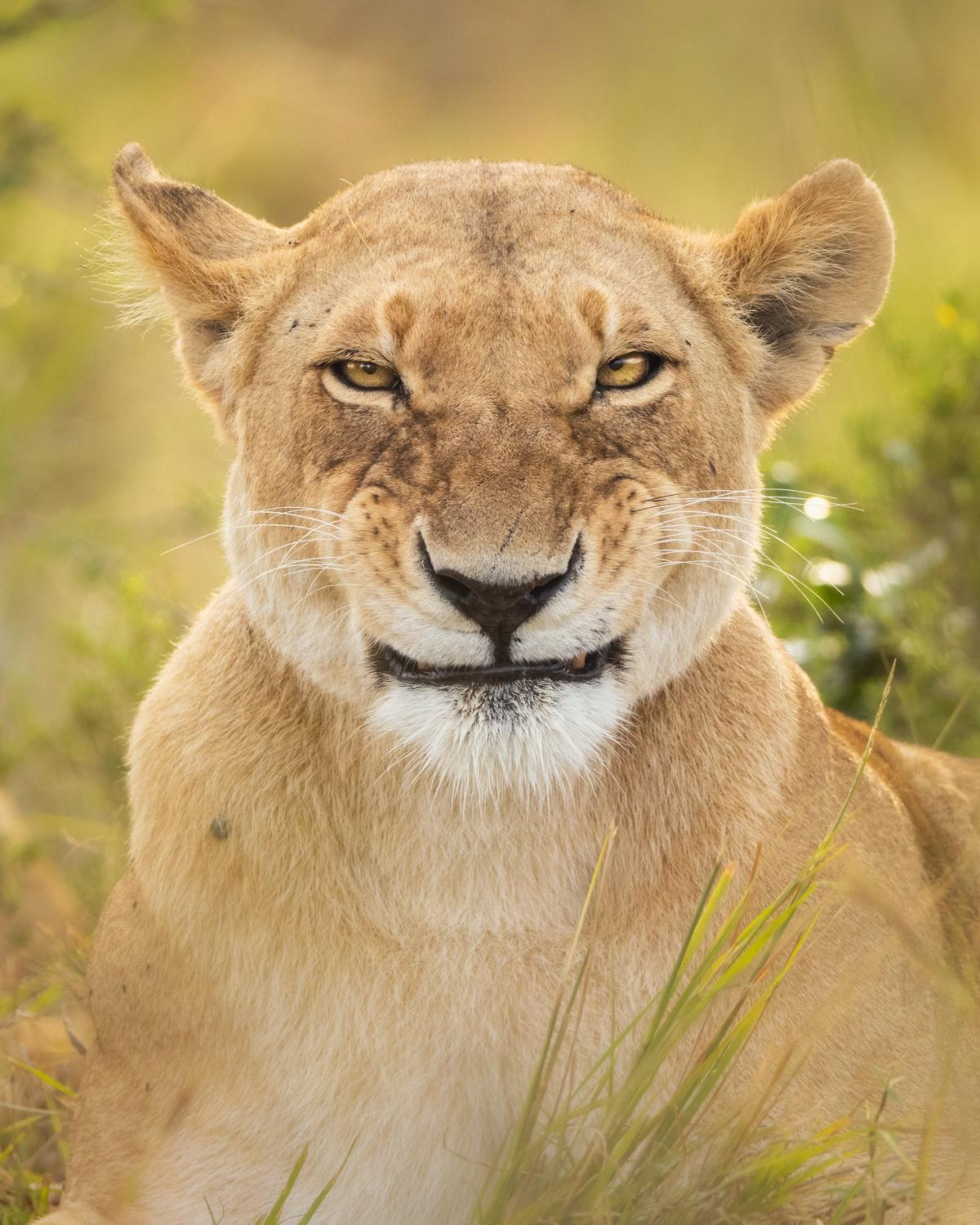"What Do You Mean Smile?! I Am Smiling!" I spent a whole morning with this lion pride. One of the lionesses made some funny facial expressions after yawning, luckily for me she looked straight into the camera for a moment and I caught this fake smile. (Courtesy of Alison Buttigieg)