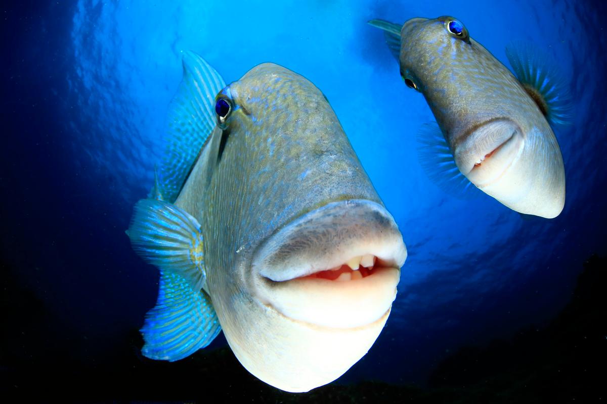 "Say Cheeeese": A couple of triggerfish looking into the camera, captured at the Azores. Even they may look funny, these fish can be quite aggressive. In this case they didn't attempt to bite me, but the domeport of my camera housing ended up with some scratches ... life is hard ... at least it wasn't me who was hurt. (Courtesy of Arturo Telle Thiemann)