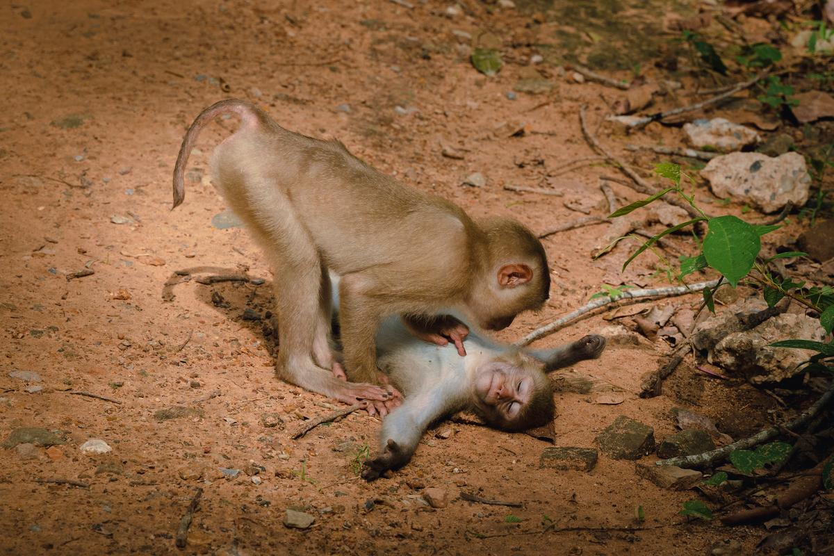"Monkey Wellness Center": Walking near a Cambodian temple where groups of wild monkeys lived, I came across this scene: a wild monkey in total relax, while its friend was taking care of it. (Courtesy of Federica Vinci)