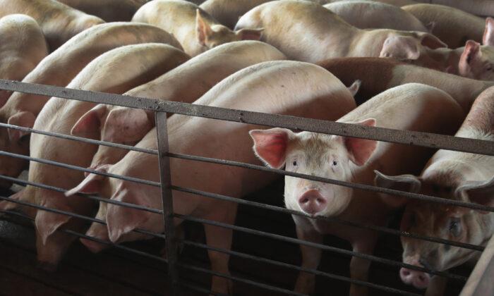 Pork Producers Say California Regulation Challenged in Supreme Court Would Impose Huge Costs