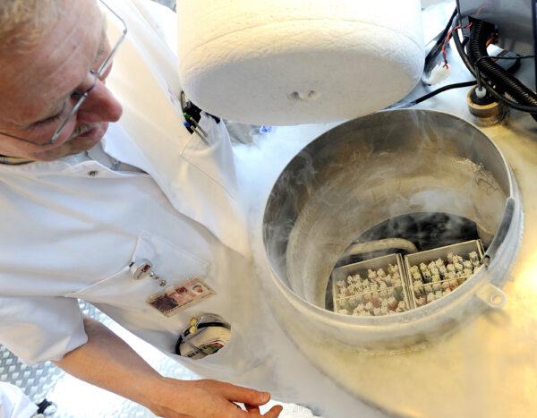 A technician opens a vessel containing women's frozen egg cells on April 6, 2011, in Amsterdam, Netherlands. (Lex van Lieshout/Getty Images)