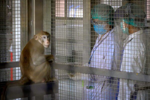 A laboratory monkey interacts with employees in the breeding center for cynomolgus macaques (longtail macaques) at the National Primate Research Center of Thailand at Chulalongkorn University in Saraburi, Thailand, on May 23, 2020. (Mladen Antonov/AFP via Getty Images)
