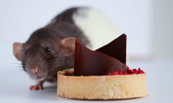 Diet High in Sugar Can Lower Rats’ Ability to Taste Sweet