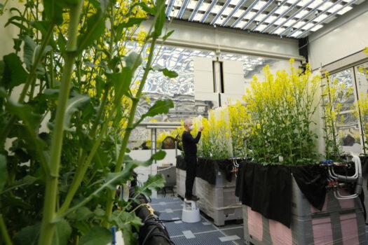 A scientist examines rapeseed plants in a hall that allows researchers to grow new plant variants for testing under precise environmental conditions in Gatersleben, Germany, on April 22, 2021. (Sean Gallup/Getty Images)