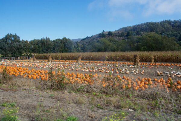 One of many pumpkin patches along Highway 92 in Half Moon Bay. (Courtesy of Karen Gough)