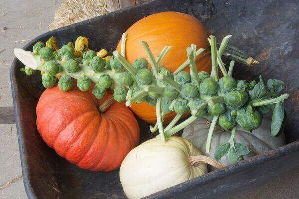 Fresh Brussels sprouts and a variety of pumpkins fill a guest’s wheelbarrow. (Courtesy of Karen Gough)