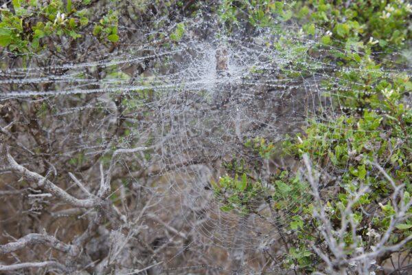 Dew highlights the intricacies of an amazing spider web. (Courtesy of Karen Gough)